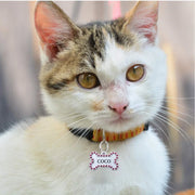 Close-up of a cat wearing a personalized pet ID tag with the name 'COCO' on a colorful collar.