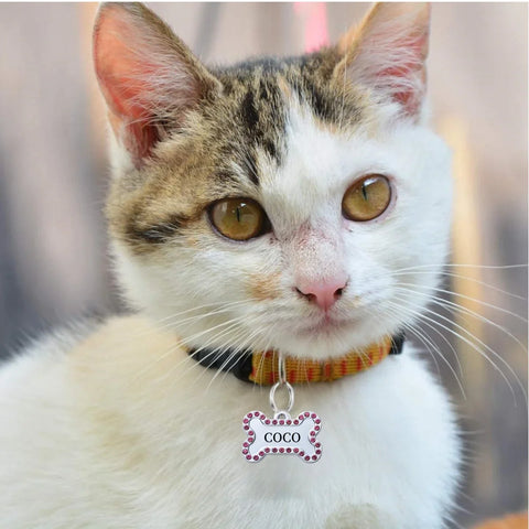 Close-up of a cat wearing a personalized pet ID tag with the name 'COCO' on a colorful collar.