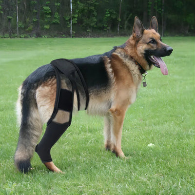 Dog leg support brace for injury recovery