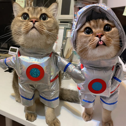 Dog wearing funny space suit costume