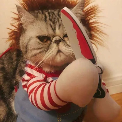 Dog wearing novelty pet outfit