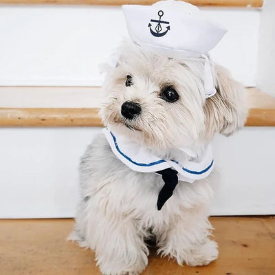Small dog in cute cosplay sailor jacket