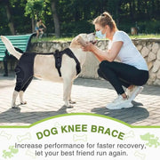 Dog wearing orthopedic leg support