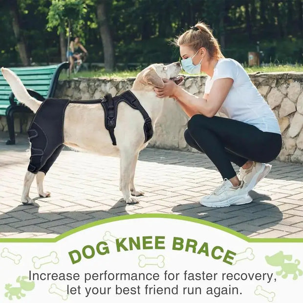 Dog wearing orthopedic leg support