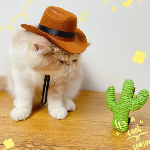 Cat in funny cowboy pet hat