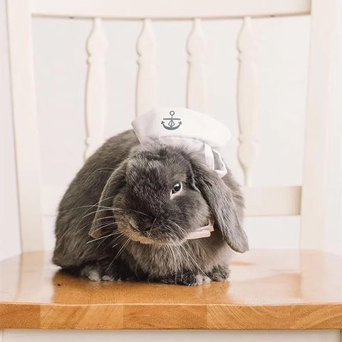 Funny pet costume jacket with sailor theme