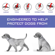 Dog wearing calming pheromone collar