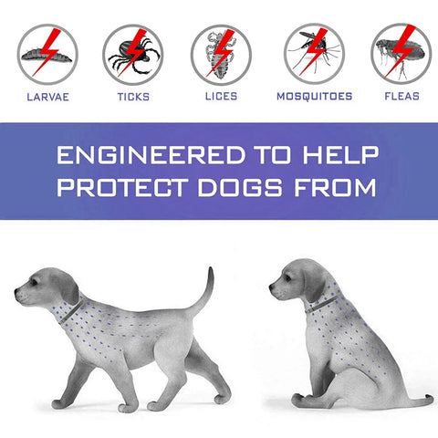 Dog wearing calming pheromone collar