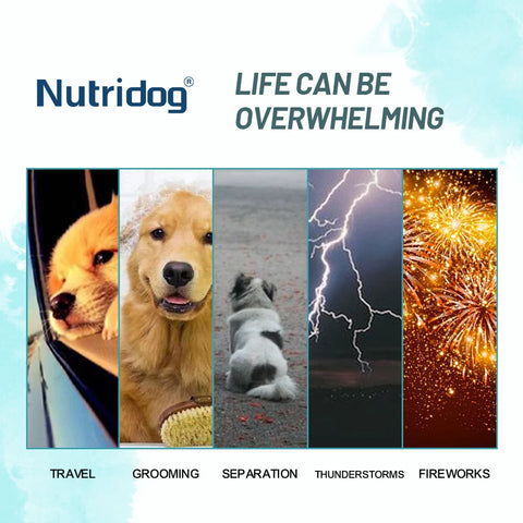 Dog anxiety chews with chamomile and L-Theanine