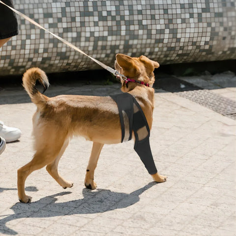 Dog hip joint protector brace