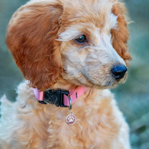Free engraving pet name pendant for puppies